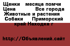 Щенки 4 месяца-помчи › Цена ­ 5 000 - Все города Животные и растения » Собаки   . Приморский край,Находка г.
